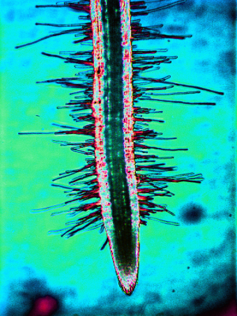 Laboratory of rhizospheric microflora №1