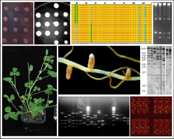 Laboratory of Genetics and Breeding of microorganisms №6