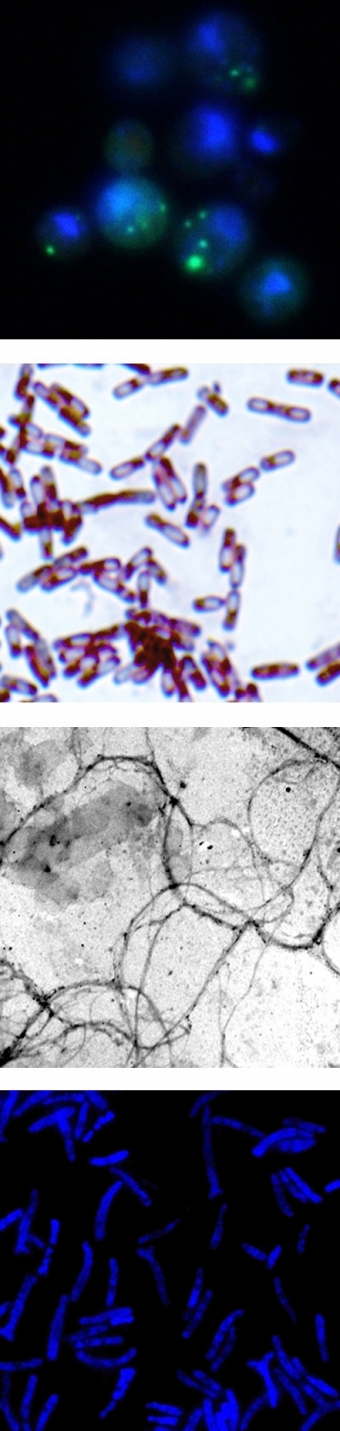 Laboratory of Proteomics of supra-organizational Systems №7