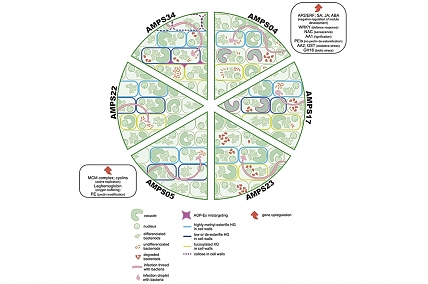 The team of the Laboratory of Molecular and Cellular Biology, led by PhD A.V. Tsyganova, published an article in the journal Protoplasma.