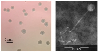 Genomic and biological characteristics of syphovirus from agricultural soil
