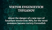 Viktor Evgenievich Tsyganov, spoke about the danger of a new race of fusarium mushroom MP4 for the most common banana variety Cavendish