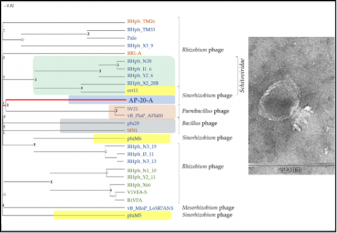 The team of the Laboratory of Microbiology Genetics and Selection, led by M.L. Rumyantseva, published an article in the International Journal of Molecular Sciences (IJMS) on the analysis of a new lytic podovirus, AP-20-A