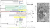 The team of the Laboratory of Microbiology Genetics and Selection, led by M.L. Rumyantseva, published an article in the International Journal of Molecular Sciences (IJMS) on the analysis of a new lytic podovirus, AP-20-A