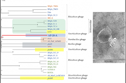 The team of the Laboratory of Microbiology Genetics and Selection, led by M.L. Rumyantseva, published an article in the International Journal of Molecular Sciences (IJMS) on the analysis of a new lytic podovirus, AP-20-A