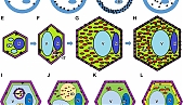 The staff of the Laboratory of Molecular and Cellular Biology published in the journal Plants the results of many years of research