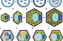 The staff of the Laboratory of Molecular and Cellular Biology published in the journal Plants the results of many years of research