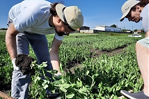 Biopreparation "Rhizotorfin" increases the yield of vegetable peas and slows down the overripening of grain