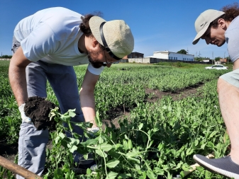 Biopreparation "Rhizotorfin" increases the yield of vegetable peas and slows down the overripening of grain