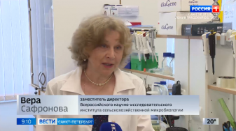 Vera Igorevna Safronova, head of the collection of agricultural microorganisms at the FSBSI ARRIAM, gave an interview to the Vesti St. Petersburg program on July 4,