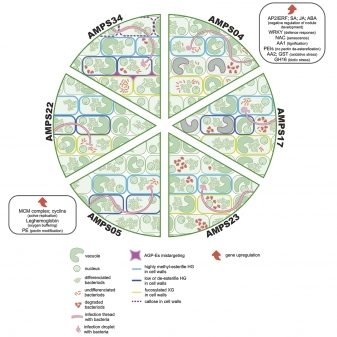 The team of the Laboratory of Molecular and Cellular Biology, led by PhD A.V. Tsyganova, published an article in the journal Protoplasma.